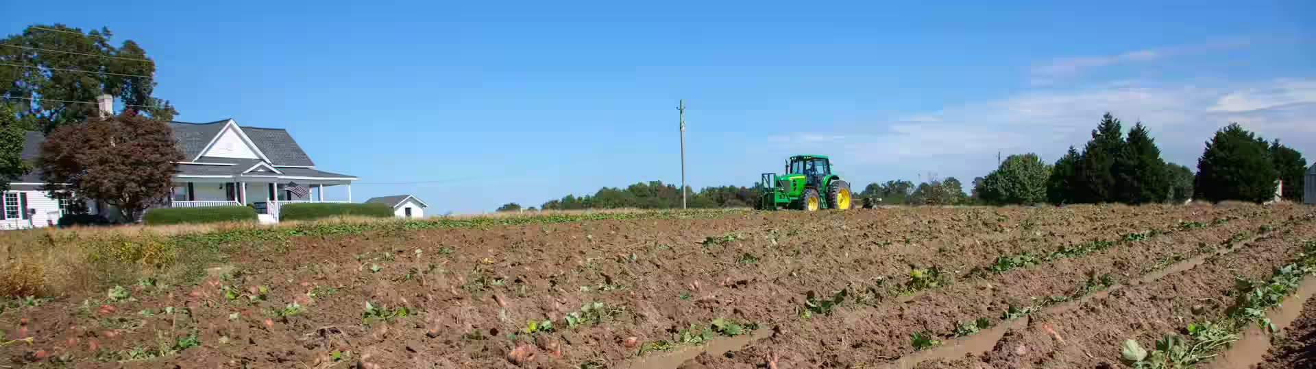 Potatoes being harvested for frozen potato products