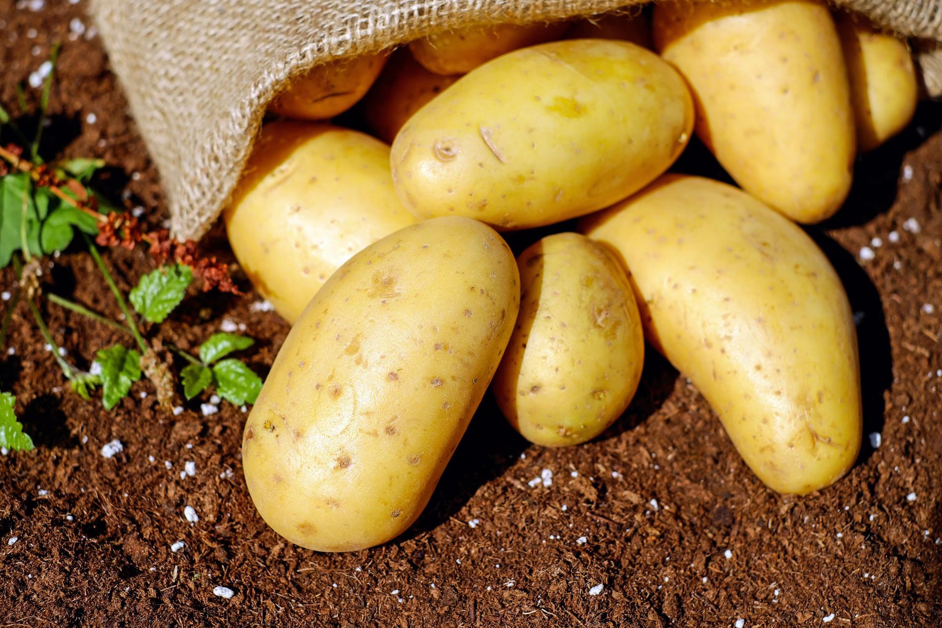 potatos in a bag